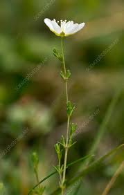 Attēlu rezultāti vaicājumam “Sagina nodosa”