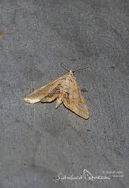 Attēlu rezultāti vaicājumam “Elophila nymphaeata”