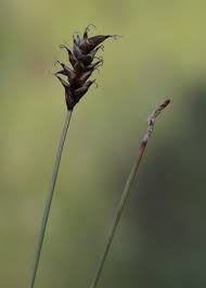 Attēlu rezultāti vaicājumam “Carex dioica”