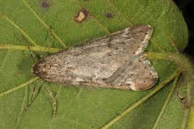 Attēlu rezultāti vaicājumam “Alsophila aescularia”