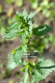 Attēlu rezultāti vaicājumam “Urtica urens”