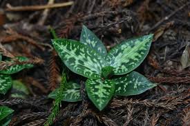 Attēlu rezultāti vaicājumam “Goodyera repens fruit”