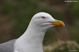 Attēlu rezultāti vaicājumam “Larus argentatus adult”