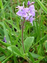 Image result for Veronica officinalis