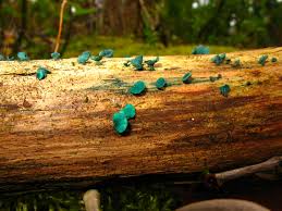 Attēlu rezultāti vaicājumam “Chlorociboria aeruginascens”