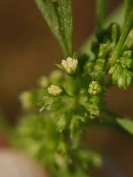 Attēlu rezultāti vaicājumam “Rumex maritimus”