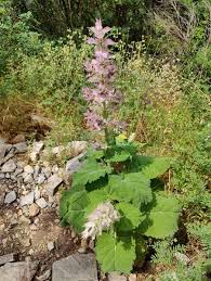 Image result for Salvia sclarea
