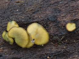 Attēlu rezultāti vaicājumam “Chlorencoelia versiformis”