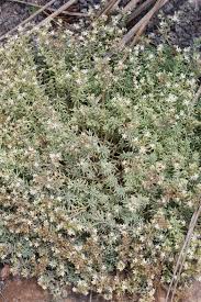 Attēlu rezultāti vaicājumam “Sedum pallidum”