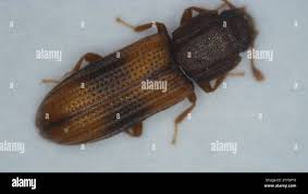 Attēlu rezultāti vaicājumam “Bitoma crenata”