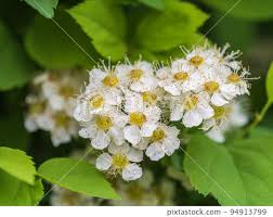 Attēlu rezultāti vaicājumam “Spiraea chamaedryfolia flower”