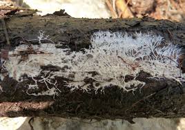 Attēlu rezultāti vaicājumam “Steccherinum fimbriatum”