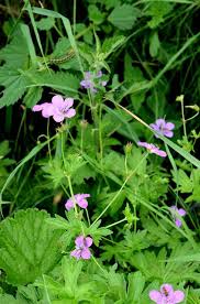 Attēlu rezultāti vaicājumam “Geranium palustre flower”