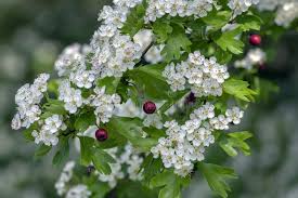 Attēlu rezultāti vaicājumam “Crataegus laevigata leaf”