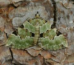Attēlu rezultāti vaicājumam “Colostygia pectinataria”
