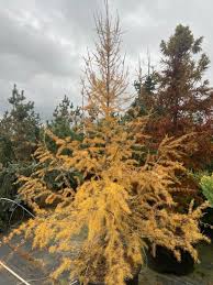 Attēlu rezultāti vaicājumam “Larix”