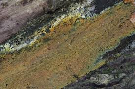 Attēlu rezultāti vaicājumam “Crustoderma dryinum”