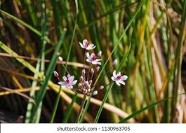 Attēlu rezultāti vaicājumam “Butomus umbellatus”