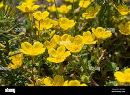 Attēlu rezultāti vaicājumam “Potentilla arenaria flower”