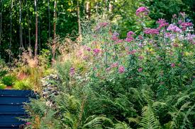 Image result for Eupatorium cannabinum