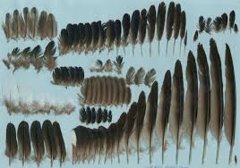 Image result for Hirundapus caudacutus