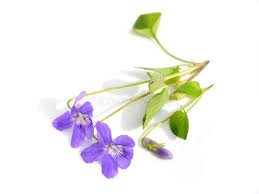 Attēlu rezultāti vaicājumam “Viola mirabilis flower”