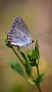 Attēlu rezultāti vaicājumam “Ochlodes sylvanus female”