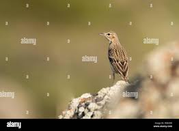 Attēlu rezultāti vaicājumam “Anthus trivialis”