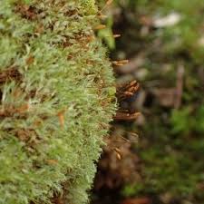 Attēlu rezultāti vaicājumam “Saelania glaucescens”