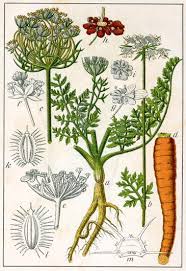 Attēlu rezultāti vaicājumam “Daucus sativus flower”