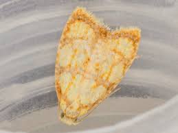 Attēlu rezultāti vaicājumam “Acleris bergmanniana”