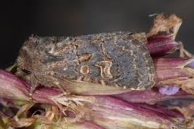 Attēlu rezultāti vaicājumam “Tholera cespitis”