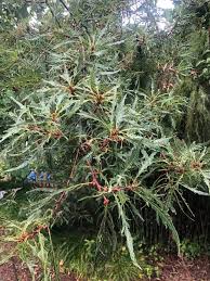 Attēlu rezultāti vaicājumam “Quercus robur fo. pectinata”