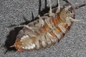 Attēlu rezultāti vaicājumam “Lycogala convexum”