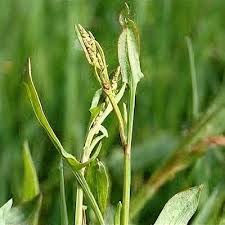 Attēlu rezultāti vaicājumam “Rumex hydrolapathum fruit”