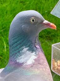 Attēlu rezultāti vaicājumam “Columba palumbus adult”