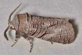 Attēlu rezultāti vaicājumam “Cossidae”