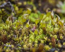 Attēlu rezultāti vaicājumam “Weissia brachycarpa”