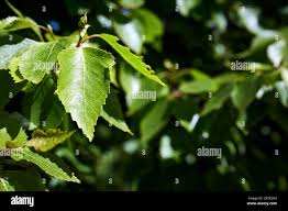 Attēlu rezultāti vaicājumam “Betula nana leaf”