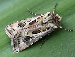 Attēlu rezultāti vaicājumam “Agrotis vestigialis”