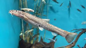 Attēlu rezultāti vaicājumam “Barbatula barbatula”