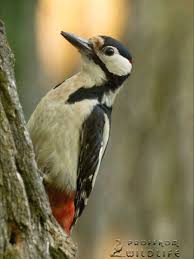 Attēlu rezultāti vaicājumam “Dendrocopos major”