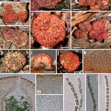 Attēlu rezultāti vaicājumam “Hypocrea gelatinosa”