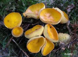 Attēlu rezultāti vaicājumam “Sowerbyella radiculata”