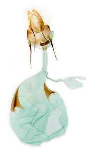 Attēlu rezultāti vaicājumam “Ancylis laetana”