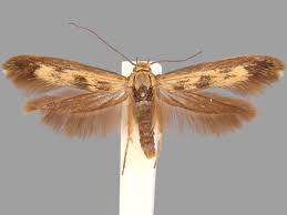 Attēlu rezultāti vaicājumam “Scythris limbella”