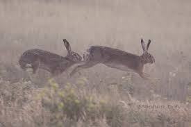 Attēlu rezultāti vaicājumam “Lepus europaeus”