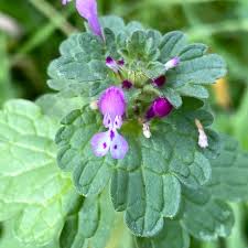 Attēlu rezultāti vaicājumam “Lamium amplexicaule flower”