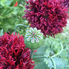Image result for Papaver somniferum Black