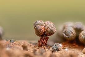 Attēlu rezultāti vaicājumam “Metatrichia vesparia”